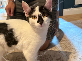 4 month old female kitten