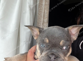 1 Blue Girl - Frenchie - Ready Now