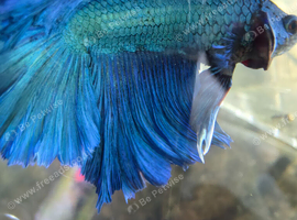 Betta fish