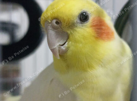 Semi tamed baby Cocktaiel