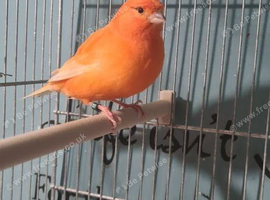Red factor male