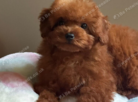 Asian Maltipoo girl 7month