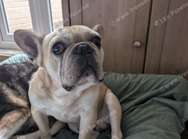 Two year old Male