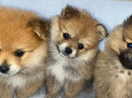 Pomeranian puppies