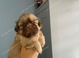 Imperial shih tzu