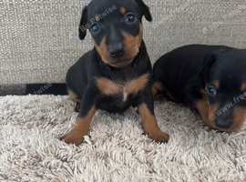 Beautiful Miniature Pincher babies