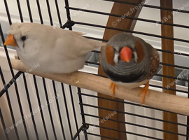 Pair of zebra finch with cage