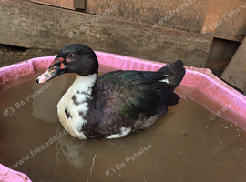 Muscovy drakes