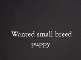 Forever home waiting for small breed