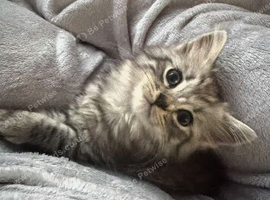 Kitten