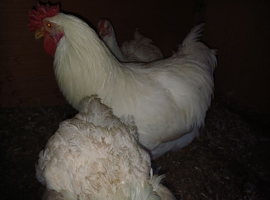 White wyandotte hatching eggs