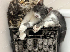 Kittens