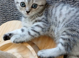 Bsh X Scotish straight kittens. Microchipped.