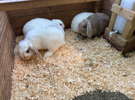 8 wk old mini lops