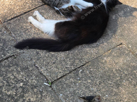 Mum and 1 14 week old kittens need a new home asap