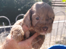Cockapoo puppies