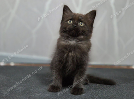 Ragdoll x Maine Coon kittens