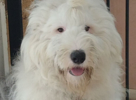 Old English Sheepdog for stud duties - family pet