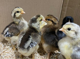 Day old green egg laying hybrid chicks
