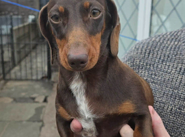 Miniature Dachshund 2 Girls Looking for new home