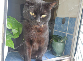 Female kitten