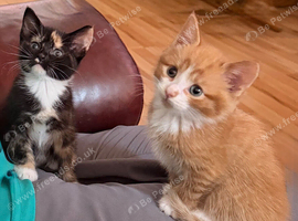 4 adorable kittens