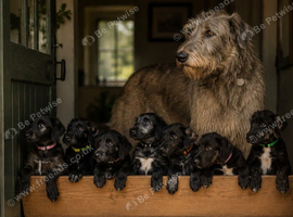 KC reg Deerhound Puppies