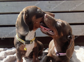 Dachshund