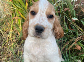 Show type cocker spaniel puppies