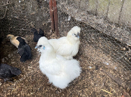 Silkie hens