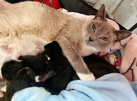 Beautiful kittens