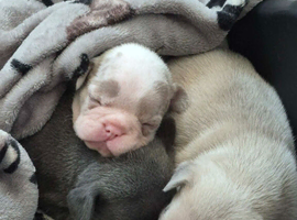 French Bulldog Pups At A Great Price | Offers Welcome | Beautiful Girls Now Available