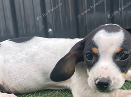 2 beautiful dachshund puppies ready for new homes!!!
