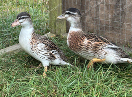 Silver Appleyard Call Duck pair