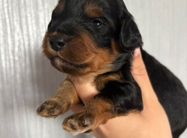 Last girl remaining!! F1B cavapoo puppies born on 1/6/26
