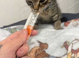 Male kitten 9 weeks
