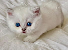 Beautiful Scottish Fold Kittens &ndash; Ready from 1st August