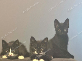 4 British short hair cross kittens