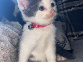 Beautiful kittens