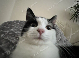 4 1/2 5 year old cat for adoption