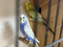 Breeding pair of budgies