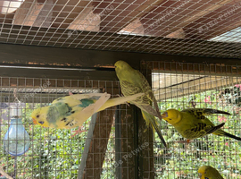 Baby budgies
