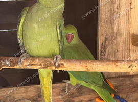 Male & Female Indian Ringneck Parrots &ndash; 8 Months Old &ndash; &pound;375 Pair