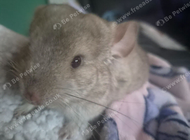 Female chinchilla