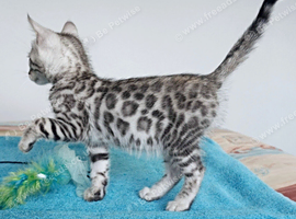 Ready Silver Black Rosette Bengal Boy