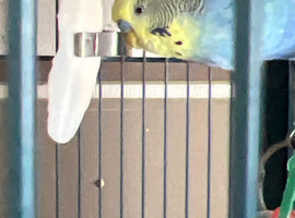 BUDGIES WANTED NEAR TENBY