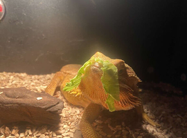 Male bearded dragon