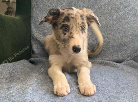 Ready now - Blue Merle Collie X Lurcher puppies