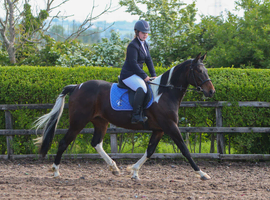 Trotter Horse for loan- Gracie