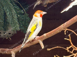Siberian goldfinch cock bird